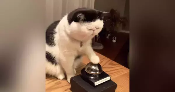 夜におやつが欲しくなった猫→ベルを『チーン』と鳴らして…かわいすぎる光景が90万再生「押し方がかわいいｗ」「永遠にあげたくなる」