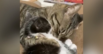 新入り子猫と先住猫の相性が良すぎた結果…あまりにも仲睦まじい『2匹の様子』が尊いと反響「付き合いたてのカップルみたい」「かわいい」