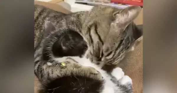 新入り子猫と先住猫の相性が良すぎた結果…あまりにも仲睦まじい『2匹の様子』が尊いと反響「付き合いたてのカップルみたい」「かわいい」