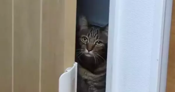 部屋の前にいた猫→ドアをゆらゆら動かして…まさかの『毎晩のルーティン』に「吹いちゃったｗ」「真顔がシュールｗ」と笑う人が続出