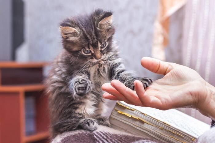 猫に『逃げられやすい人』がやりがちな行動4選　嫌がられてしまう理由や距離を縮めるコツも