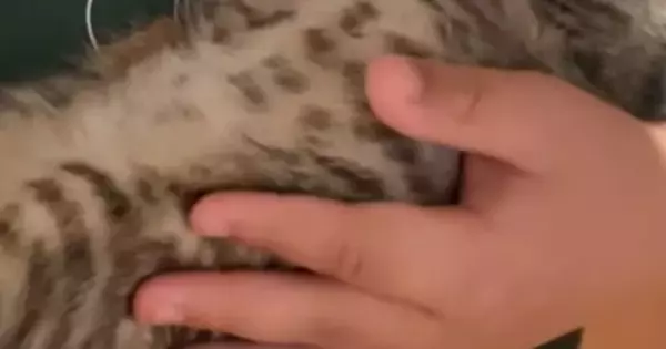 男の子が『子猫を抱っこ』して背中を優しくさすってあげると…幸せあふれる光景に「いいお父さんになる」「愛を感じる」と絶賛の声