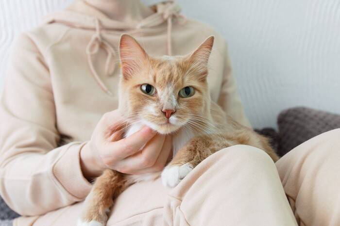 猫があなたの『膝に乗ろうとする』ときに考えられる心理3選　好かれている証？どう応えたらいい？