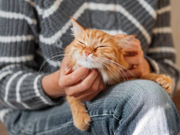 猫があなたの『膝に乗ろうとする』ときに考えられる心理3選　好かれている証？どう応えたらいい？