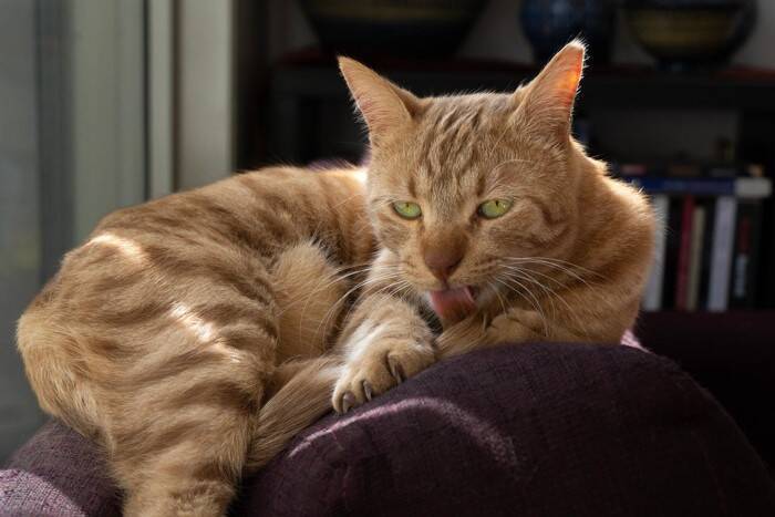 しっぽがベタベタ…猫の『スタッドテイル』ってどんな病気？気になる症状や治療法
