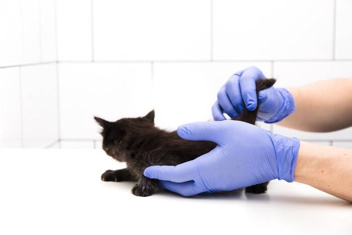 しっぽがベタベタ…猫の『スタッドテイル』ってどんな病気？気になる症状や治療法