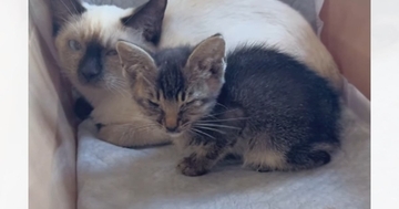 道路で倒れているところを保護された子猫→『里親さん』が決まると…思わず涙が出る『まさかの展開』に「素敵なシンデレラストーリー」「泣けた」