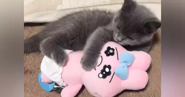 ぬいぐるみと同じくらいの大きさだった子猫が、『４か月後』…劇的なビフォーアフターに「急に親猫になって笑った」「すごい貫禄あるね」と驚きの声