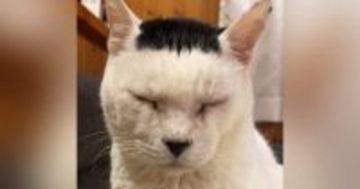 「まさに最強遺伝子」おにぎりのような柄のお父さん猫→生まれた子どもを見ると…423万再生された『まさかの光景』に「DNAってすごい」