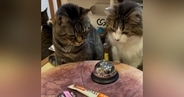 おやつが欲しい猫→目の前にあった『ベル』に触れると…可愛すぎて笑ってしまう光景が171万再生「ギリギリを攻めてからのｗ」「声出た」