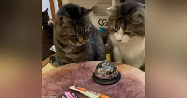 おやつが欲しい猫→目の前にあった『ベル』に触れると…可愛すぎて笑ってしまう光景が171万再生「ギリギリを攻めてからのｗ」「声出た」