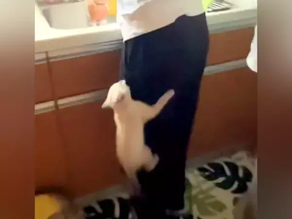 ご飯が待ちきれない子猫→足によじ登ってきて…必死すぎる『まさかのアピール』が26万再生「いなくなったと思いきやｗ」「すごいｗｗ」