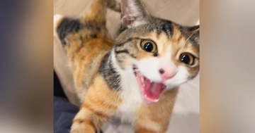 『絶対に抱っこしてほしい三毛猫』→あとをついてきて…『全力のかまってアピール』が可愛すぎると49万再生「勝てないヤツｗ」「羨ましい」