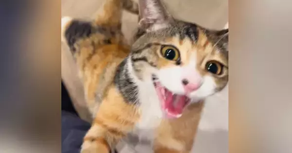 『絶対に抱っこしてほしい三毛猫』→あとをついてきて…『全力のかまってアピール』が可愛すぎると49万再生「勝てないヤツｗ」「羨ましい」