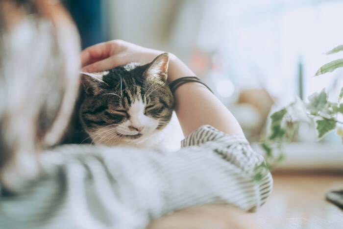 猫と『キス』すると感染するかもしれない病気4選　甘くみてはいけない理由や対策方法まで