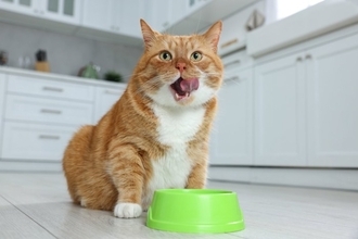 猫の寿命を短くする『ご飯の与え方』4選　危険な健康トラブルの可能性や正しい食事の方法