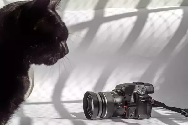 猫に『カメラ』を向けると目をそらす理由5つ　嫌がっているの？上手に撮るコツもご紹介