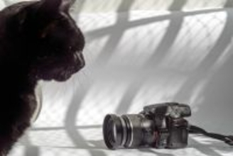 猫に『カメラ』を向けると目をそらす理由5つ　嫌がっているの？上手に撮るコツもご紹介