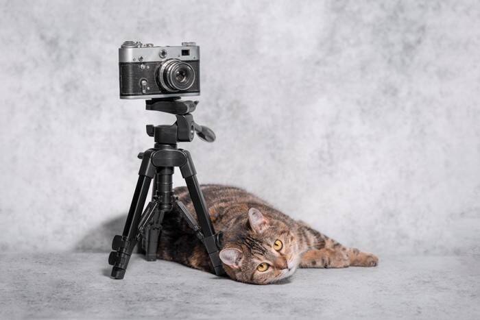 猫に『カメラ』を向けると目をそらす理由5つ　嫌がっているの？上手に撮るコツもご紹介