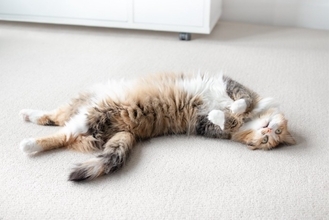 猫が床で横になって『クネクネ』する理由4つ　愛猫が伝えたい気持ちから注意すべきケースまで解説