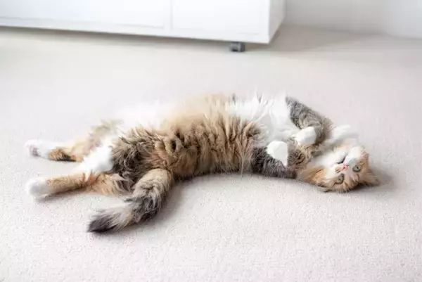 猫が床で横になって『クネクネ』する理由4つ　愛猫が伝えたい気持ちから注意すべきケースまで解説