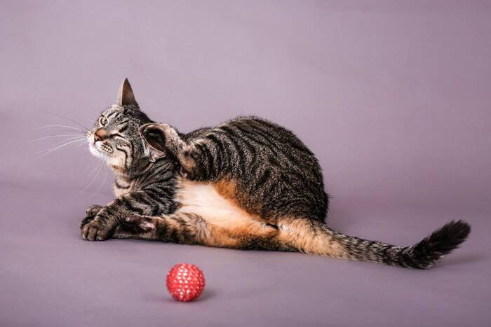 猫が床で横になって『クネクネ』する理由4つ　愛猫が伝えたい気持ちから注意すべきケースまで解説