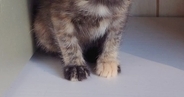動物病院に『保護した子猫』を連れて行ったら…思わず笑ってしまう『先生が放った一言』に２万いいね「間違いないｗｗ」「いい先生だねｗ」