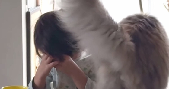 椅子に座って『泣いている息子』に……愛猫が見せた『優しい行動』に胸が熱くなると98万再生「ジーンときた」「きっと分かるんだろうね」
