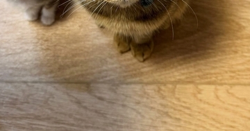 朝、パンを食べていると足元で猫たちが…微笑ましい光景に１万いいね「ちっこくて可愛いｗ」「食べづらいねｗ」と笑顔になる人が続出
