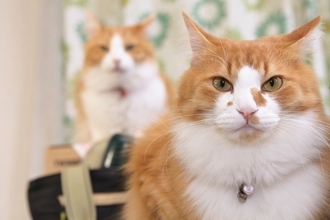 猫同士で『追いかけっこ』をしているときの理由3選　仲良いの？悪いの？やめてほしいときの対処法まで