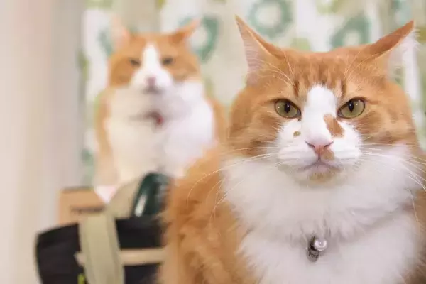 猫同士で『追いかけっこ』をしているときの理由3選　仲良いの？悪いの？やめてほしいときの対処法まで