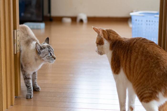 猫同士で『追いかけっこ』をしているときの理由3選　仲良いの？悪いの？やめてほしいときの対処法まで
