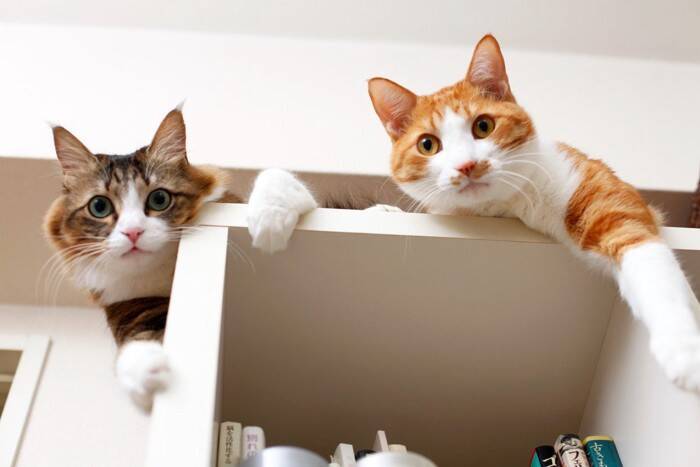 猫同士で『追いかけっこ』をしているときの理由3選　仲良いの？悪いの？やめてほしいときの対処法まで