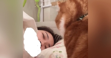 朝、寝ている飼い主のもとにやってきたネコ…とんでもなく優しい『起こし方』に9万5000いいね「幸せすぎる」「可愛くて即起きるね」