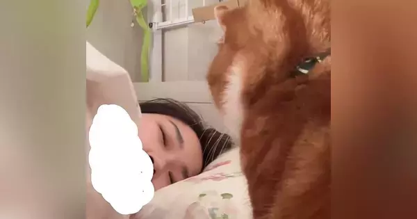 朝、寝ている飼い主のもとにやってきたネコ…とんでもなく優しい『起こし方』に9万5000いいね「幸せすぎる」「可愛くて即起きるね」