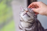 猫が待ち遠しく感じている『大好きな時間』4つ　愛猫が喜ぶ理由や充実感を与える工夫も
