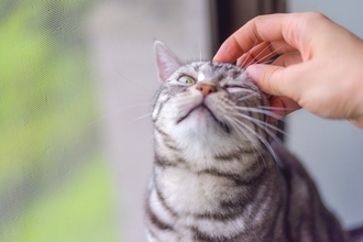 猫が待ち遠しく感じている『大好きな時間』4つ　愛猫が喜ぶ理由や充実感を与える工夫も