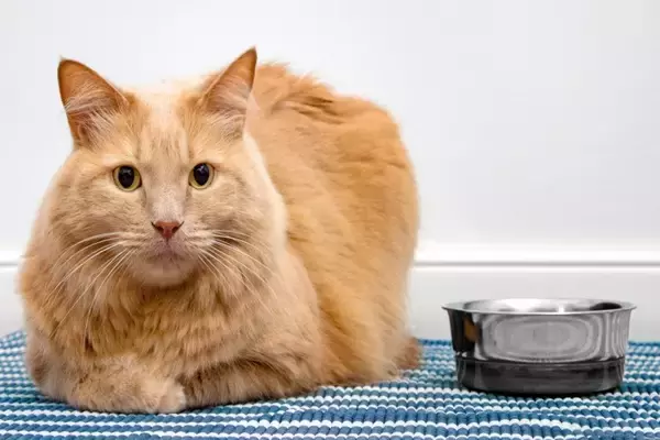 猫が『急にごはんを食べなくなる』ときに疑うべき4つの原因　様子見ではダメな場合も