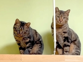 山に捨てられ『生ゴミを食べていた』２匹の猫→人間への信頼を完全に失っていたけれど…思わず涙が出る『まさかの展開』に「感動した」と反響