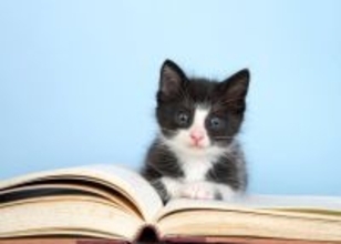 図書館に通ってくる白黒猫が、「非公式職員」兼「マスコット」に　英国