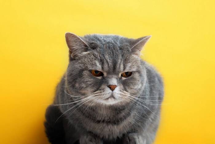 猫があなたに『クレーム』を訴えているときのサイン3つ　見分けるコツや不満への応え方も解説