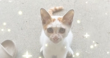 突然現れて『窓越しに鳴いていた子猫』→次の日もまたやって来て…３日目になると？『まさかの展開』に「NNNかな」「運命だね」と反響