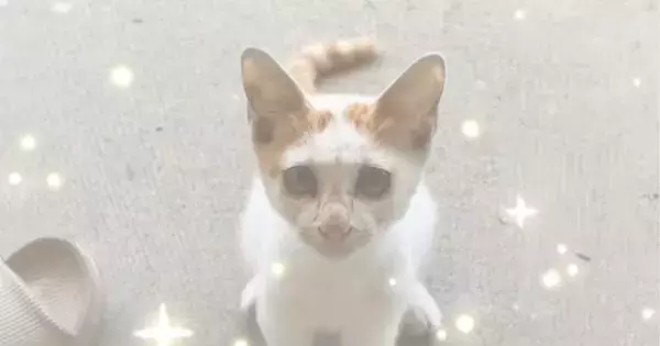 突然現れて『窓越しに鳴いていた子猫』→次の日もまたやって来て…３日目になると？『まさかの展開』に「NNNかな」「運命だね」と反響