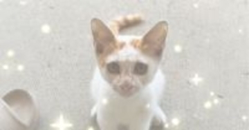 突然現れて『窓越しに鳴いていた子猫』→次の日もまたやって来て…３日目になると？『まさかの展開』に「NNNかな」「運命だね」と反響