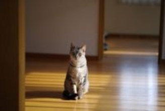 猫が飼い主に『冷めてしまう』ときの原因3選　失った信頼を取り戻す方法はある？