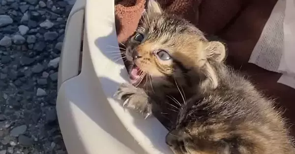 池の近くに捨てられていた『スマホよりも小さな子猫』を連れて帰った結果…涙あふれる『3日間の記録』が278万再生「凄く感動した」「素敵」