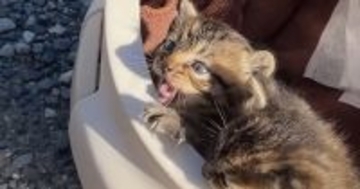 池の近くに捨てられていた『スマホよりも小さな子猫』を連れて帰った結果…涙あふれる『3日間の記録』が278万再生「凄く感動した」「素敵」