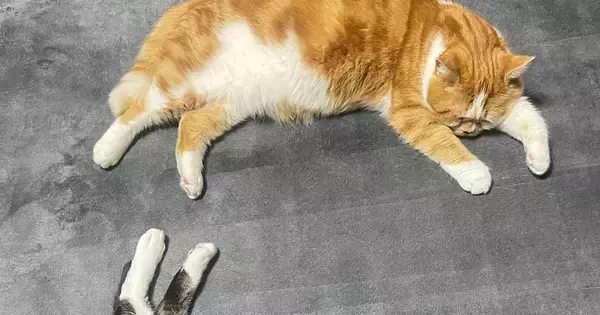 まったりと寝ている『２匹の猫』を見ると→形が『文字』に見えて…奇跡的な瞬間に「完璧だ」「きれいだね」とSNSで反響