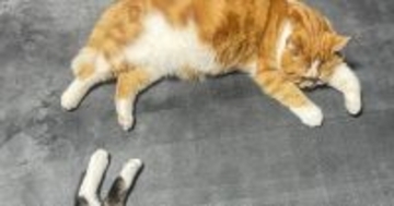 まったりと寝ている『２匹の猫』を見ると→形が『文字』に見えて…奇跡的な瞬間に「完璧だ」「きれいだね」とSNSで反響