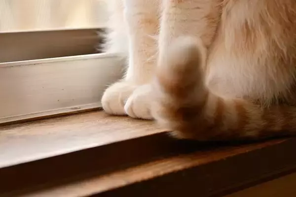 猫の『しっぽを踏んでしまう』ことで起こるリスク3つ　甘く見てはいけない理由や対処法も解説